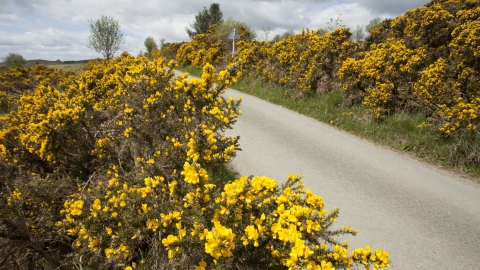Gorse