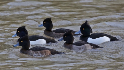 Tufted ducks