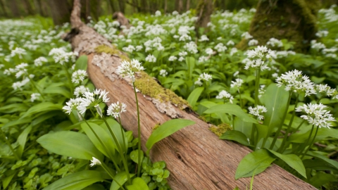 Ramsons