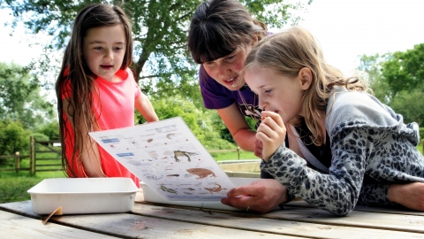 Pond dipping