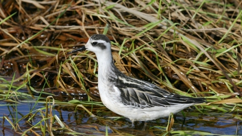 Red-necked Phalarope