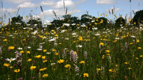 Rushbeds Wood