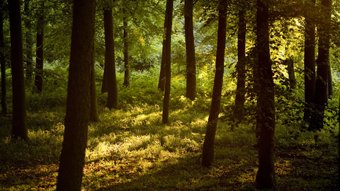 Sydlings Copse