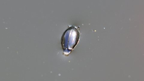 Whirligig Beetle