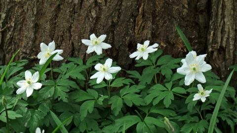 Wood Anemone