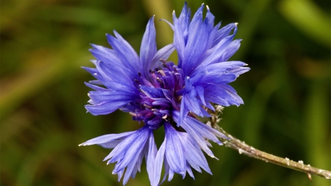 Cornflower