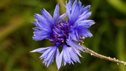 Cornflower