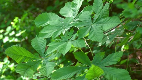 Horse Chestnut Tree