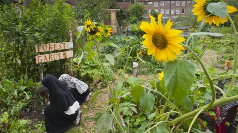 wildlife garden