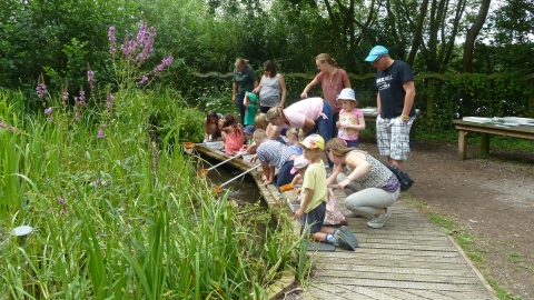 Pond dipping