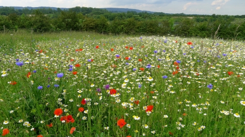 cornfield flowers