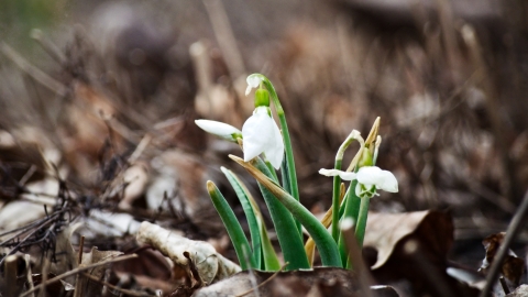 Snowdrops