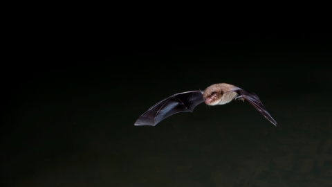 Daubenton's bat 
