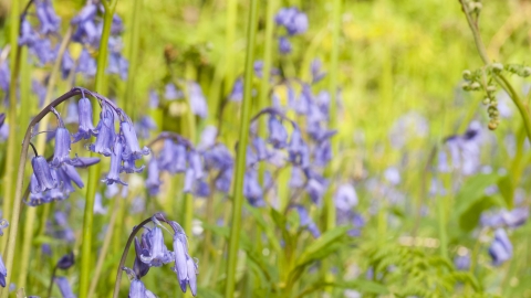 Bluebells