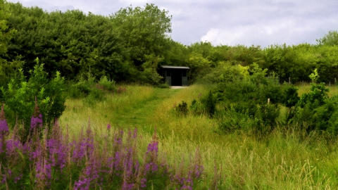Pitstone Fen