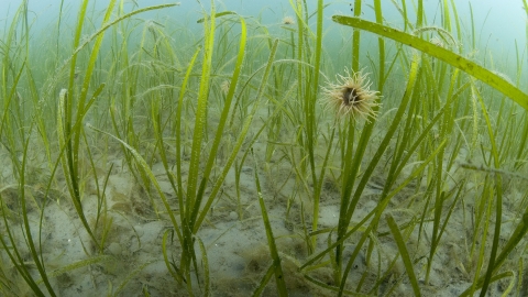 Common eelgrass