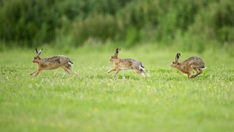 Brown hare