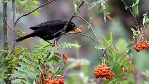 Blackbird feeding on rowan berries