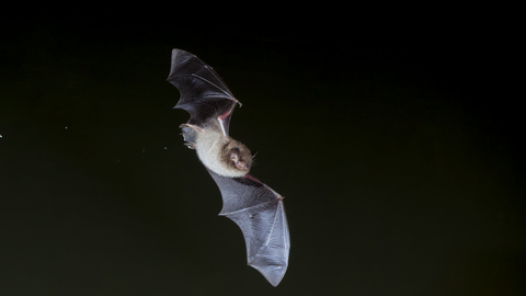 Daubenton's bat