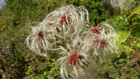 Wild clematis