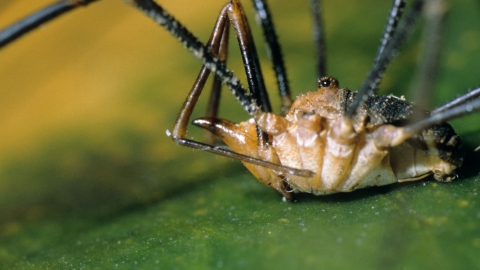 Harvestman (Phalangium opilio) male