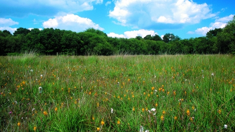 Wildmoor Heath bog