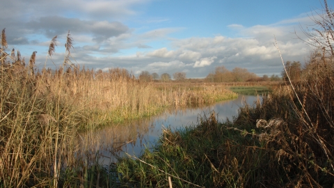 Cholsey Marsh