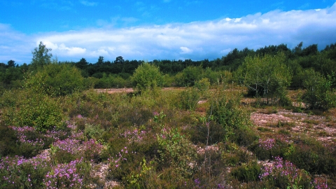 Decoy Heath