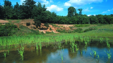 Hitchcopse Pit