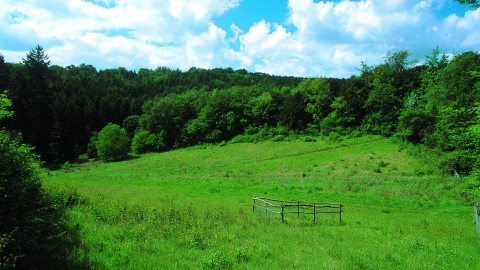 Homefield Wood