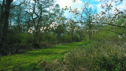 Little Linford Wood