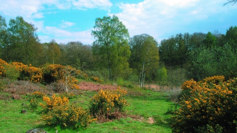 Sydlings Copse