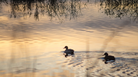 College Lake