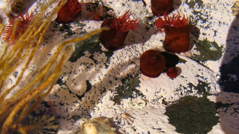 Anemones in a rockpool