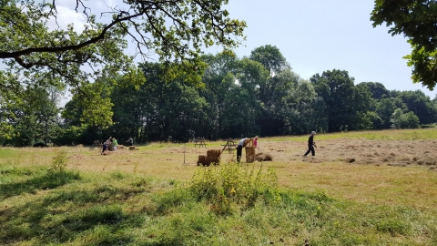 Audrey's Meadow