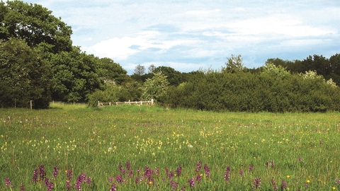 Bernwood Meadows, next to Bernwood Forest. Picture: Peter Creed