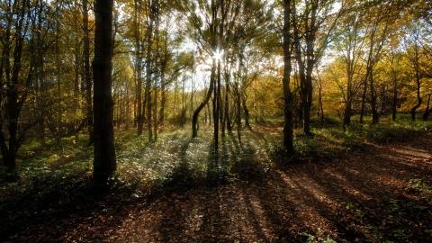 Bowdown Wood