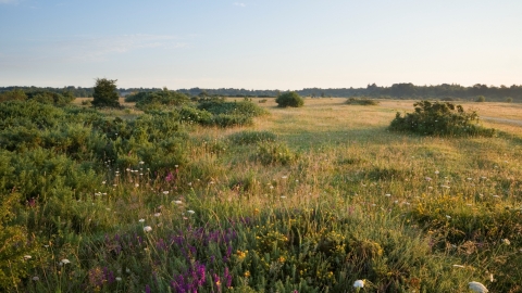 Greenham Common