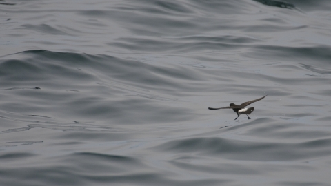 Storm petrel