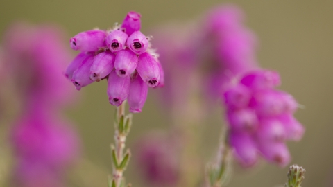 Bell heather