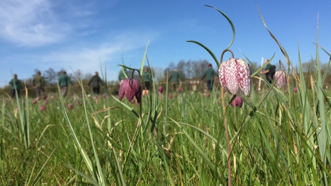 Iffley Meadows