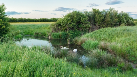 Gallows Bridge Farm nature reserve, part of BBOWT's Upper Ray Meadows complex. Picture: Phil Cutt