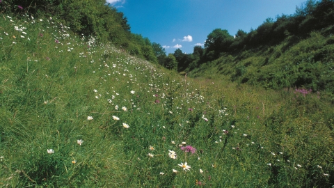 Hook Norton Cutting