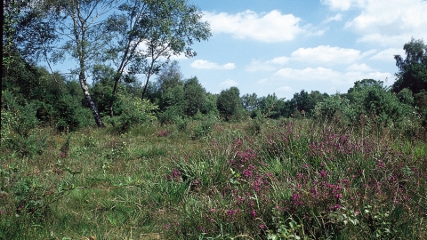 Inkpen Common