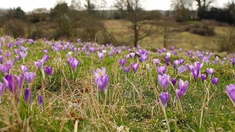 Inkpen Crocus Field