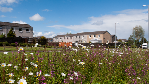 wild flowers and houses