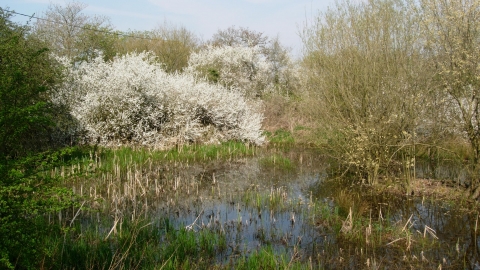 Kintbury Newt Ponds