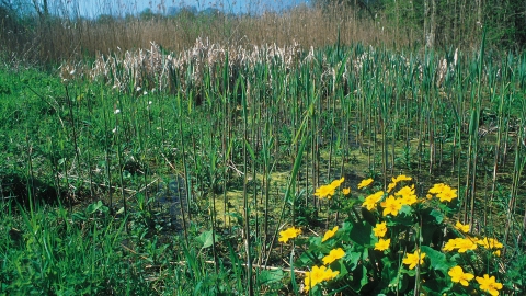 Lashford Lane Fen