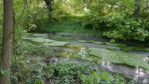 Letcombe Valley