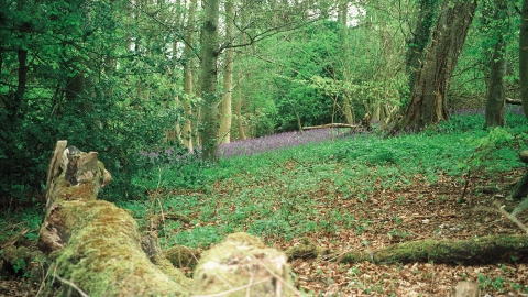 Millfield Wood